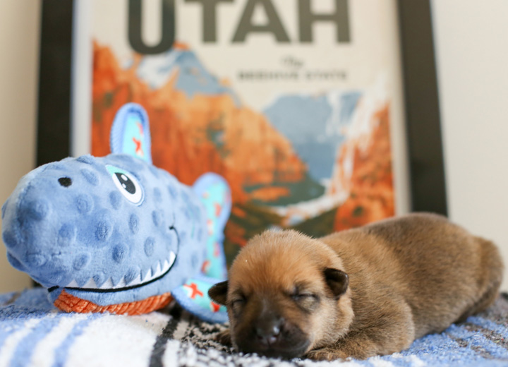 chinook puppy